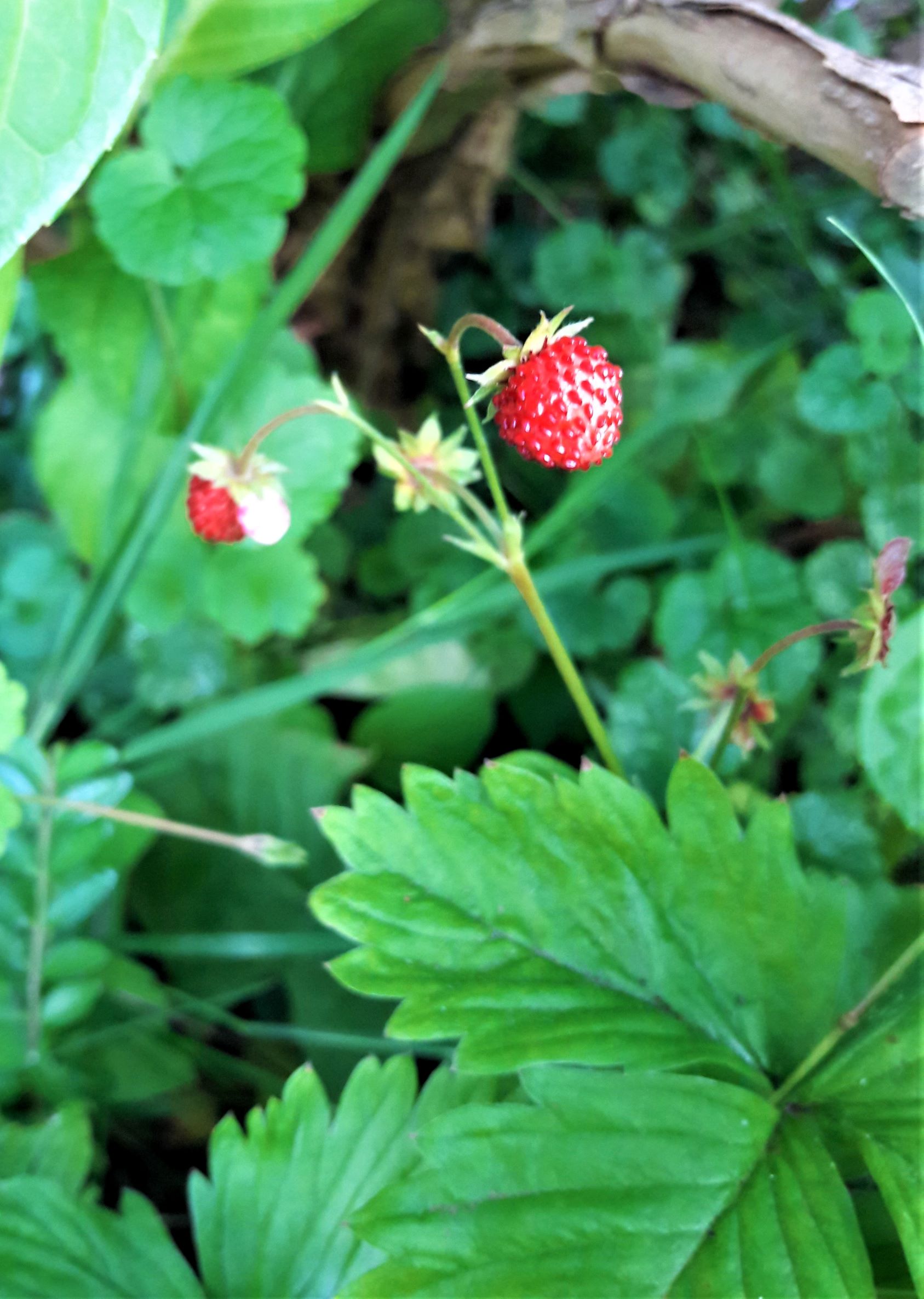 wilde Erdbeeren